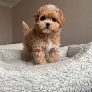 Graham Ruffles Mini GoldenDoodle Canada