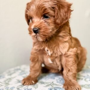 Ruffles Mini Golden Doodle Canada