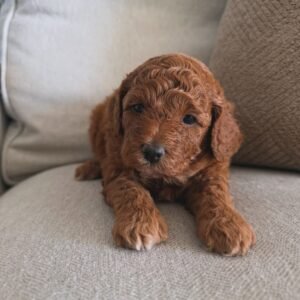 Mighty Mini Golden Doodle Canada