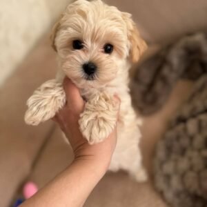 Sal Mini GoldenDoodle Canada