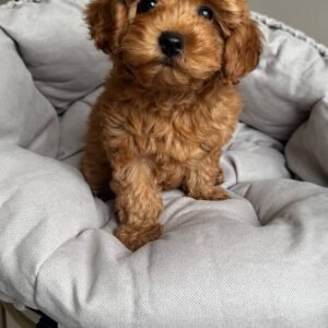 Maxy Mini Golden Doodle Canada