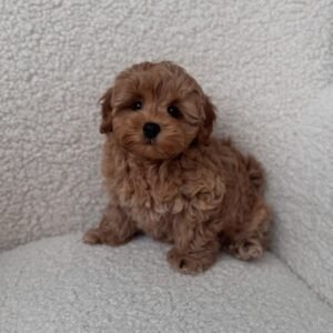 Destiny Mini Golden Doodle Canada