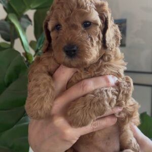 Roxanne Mini Golden Doodle Canada